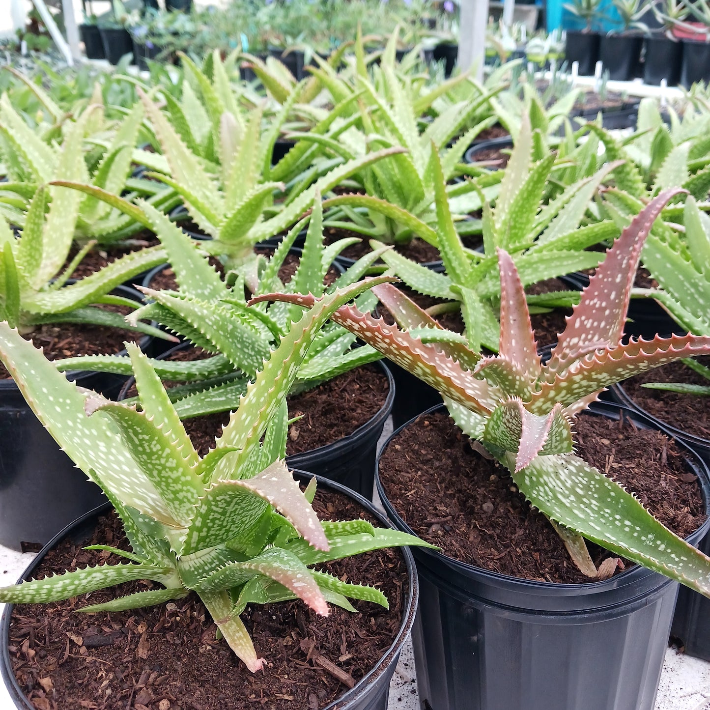 Aloe "Cynthia Giddy" - 2ga