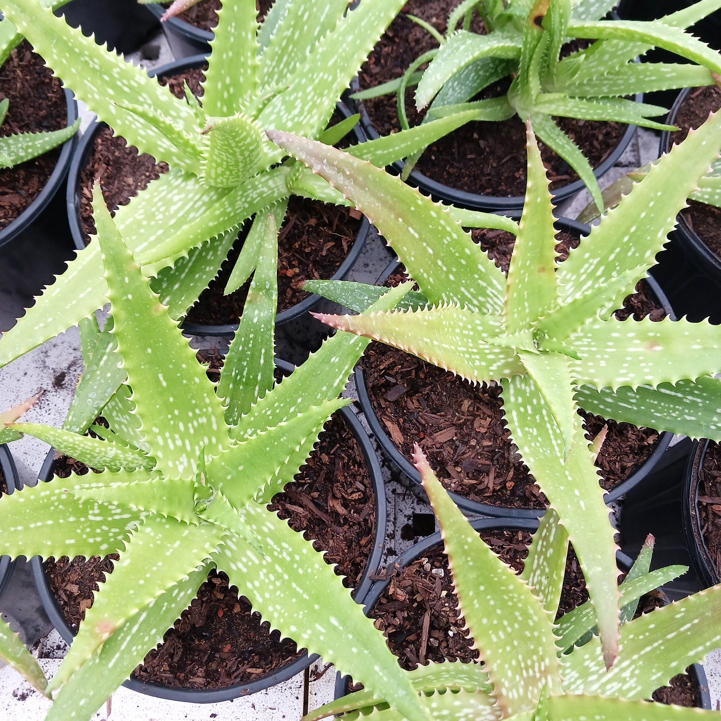 Aloe "Cynthia Giddy" - 2ga