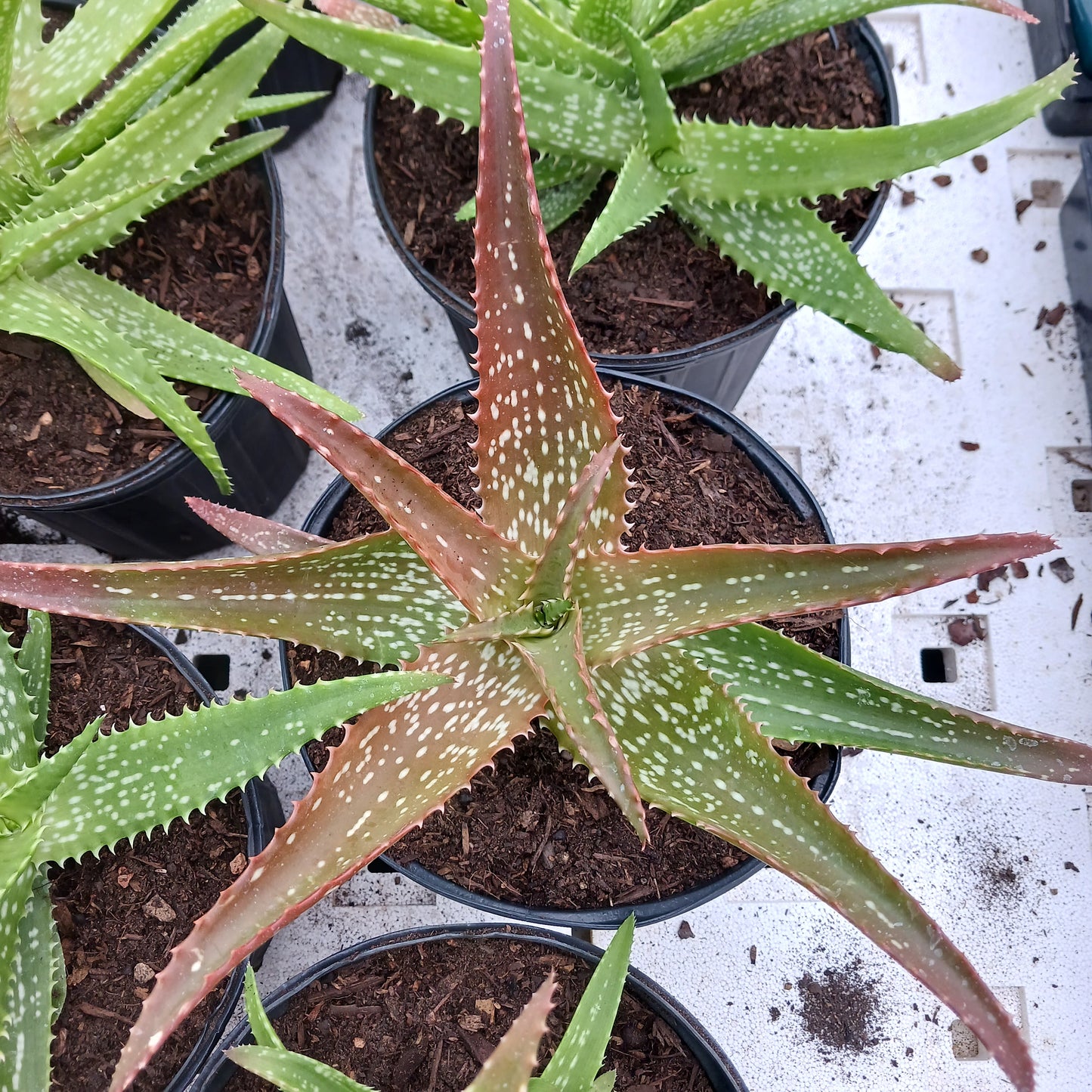 Aloe "Cynthia Giddy" - 2ga
