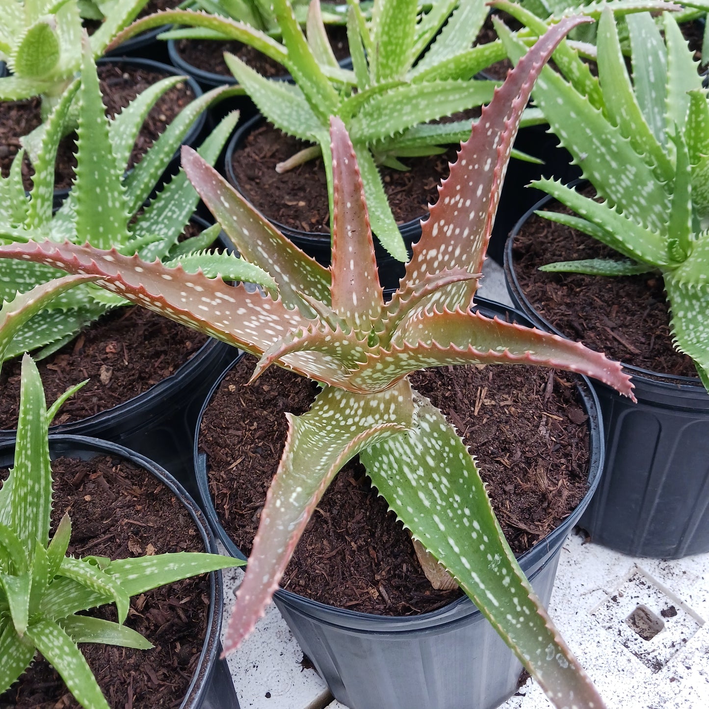 Aloe "Cynthia Giddy" - 2ga