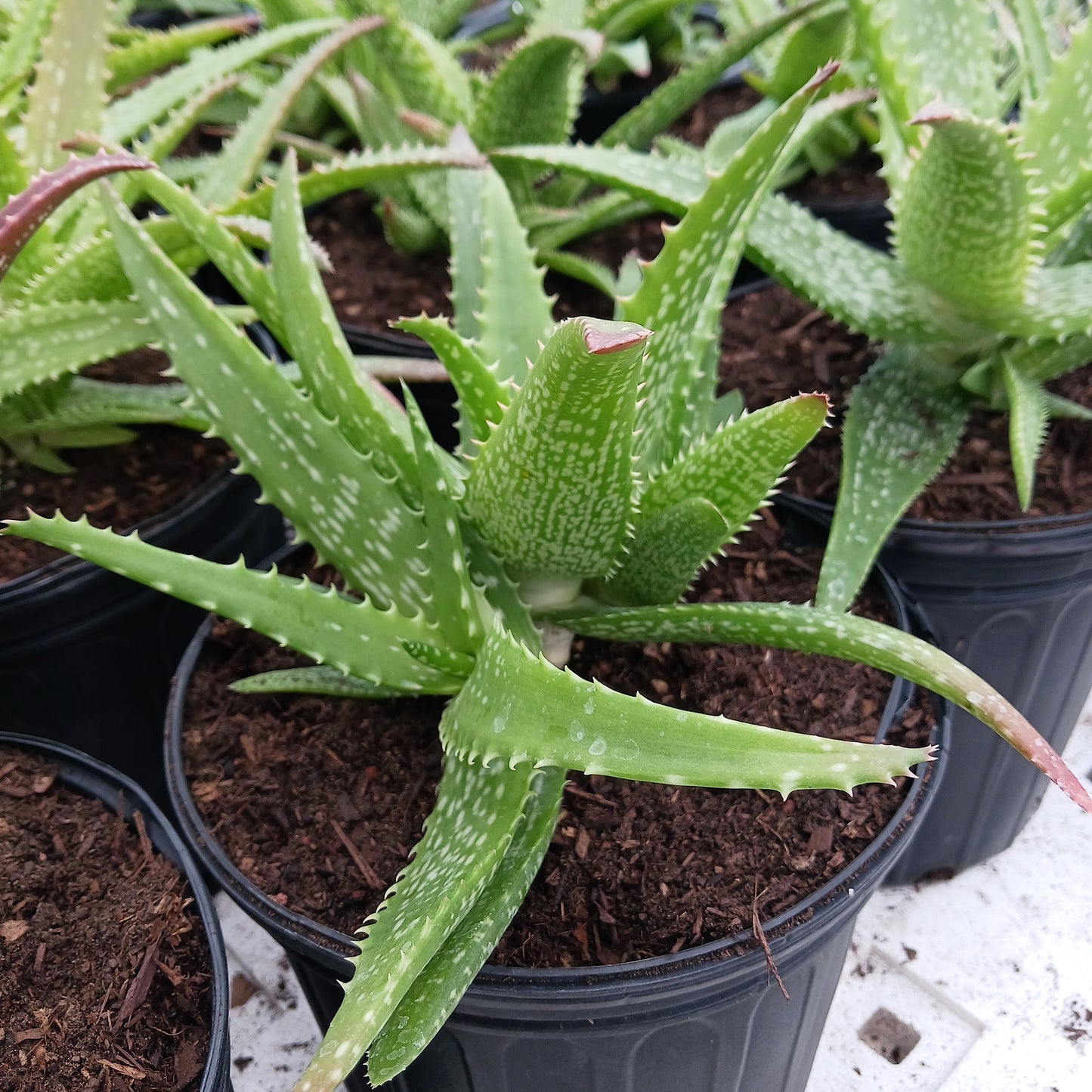 Aloe "Cynthia Giddy" - 2ga
