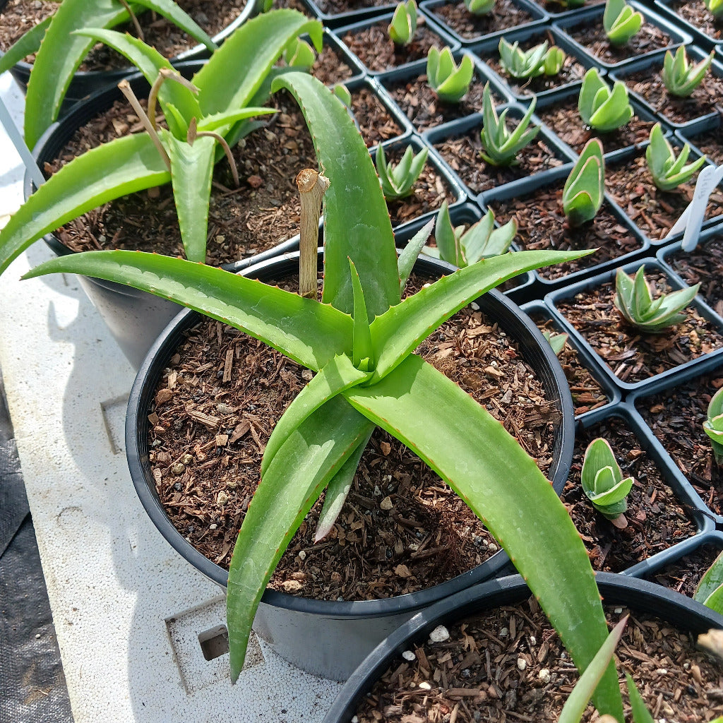 Aloe vanbalenii - 2ga