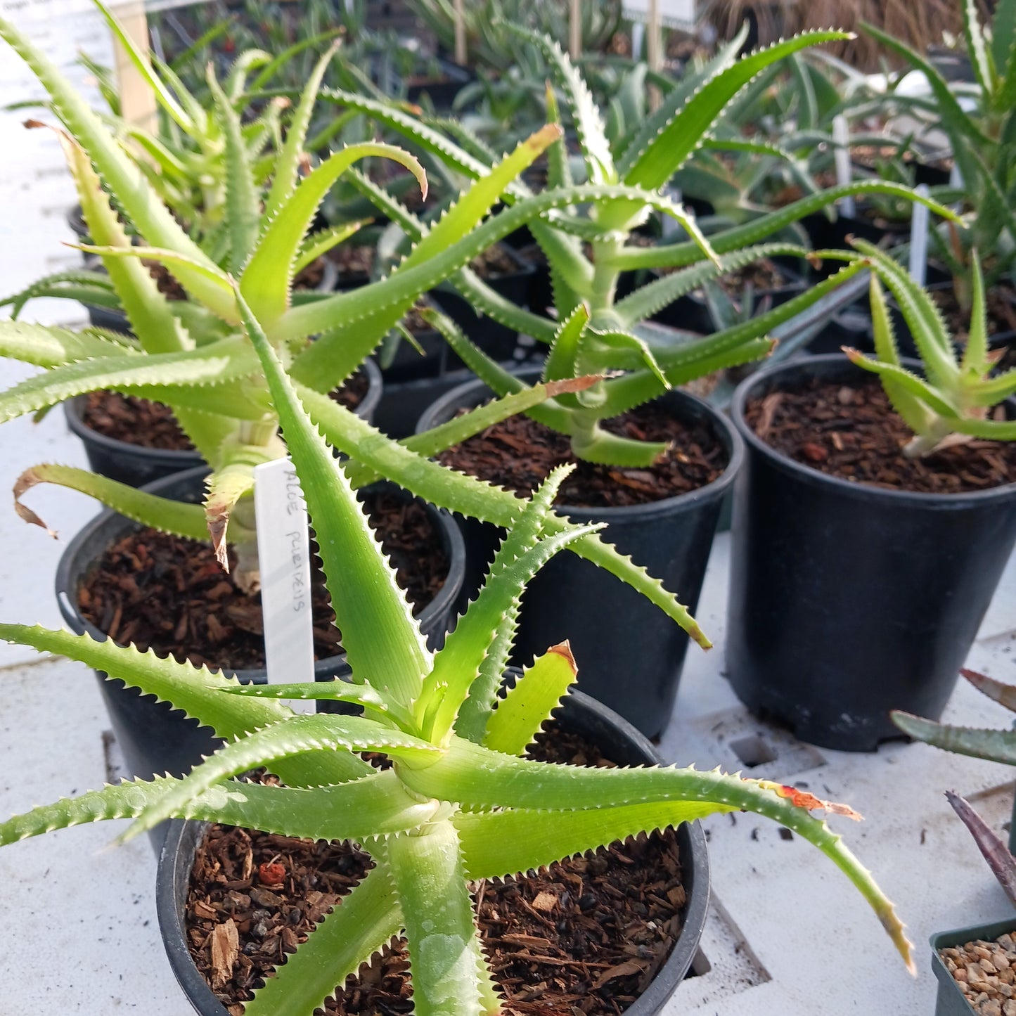 Aloe pluridens - 1ga