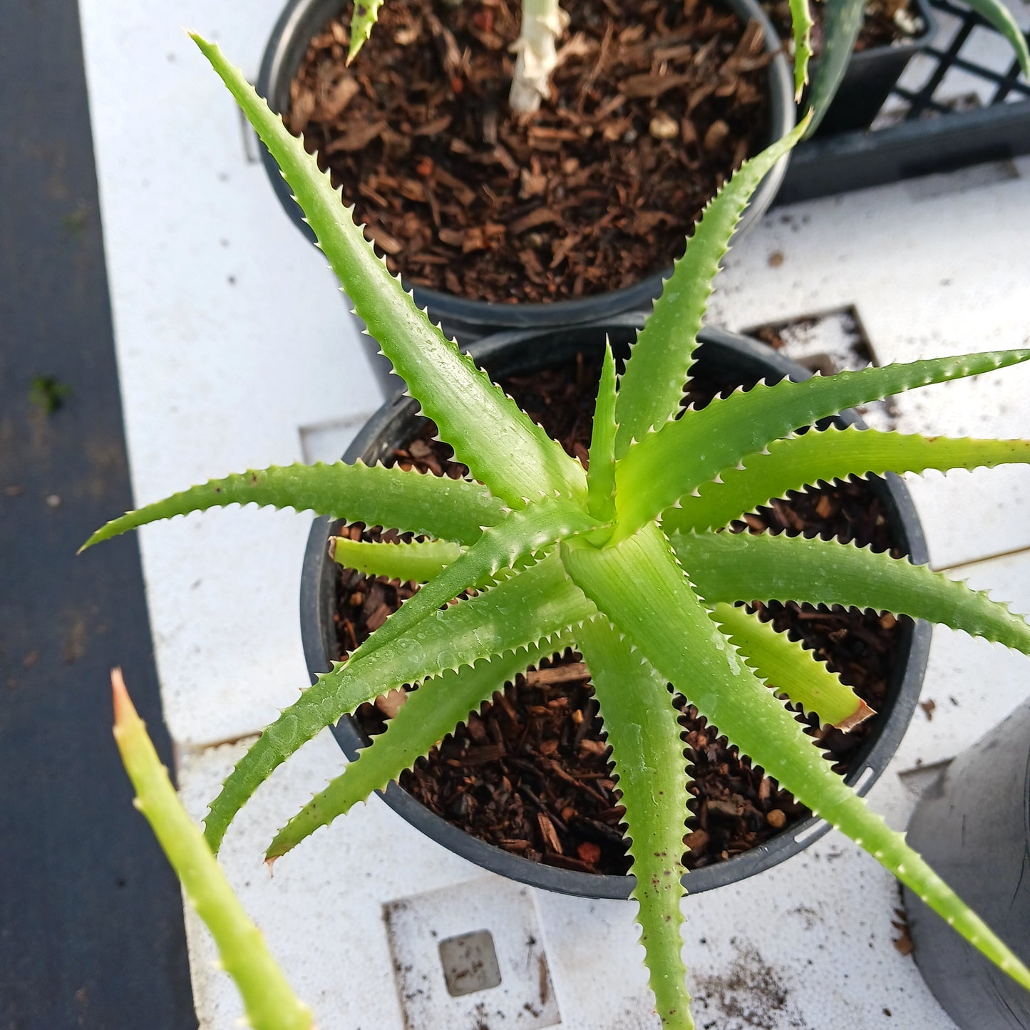 Aloe pluridens - 1ga