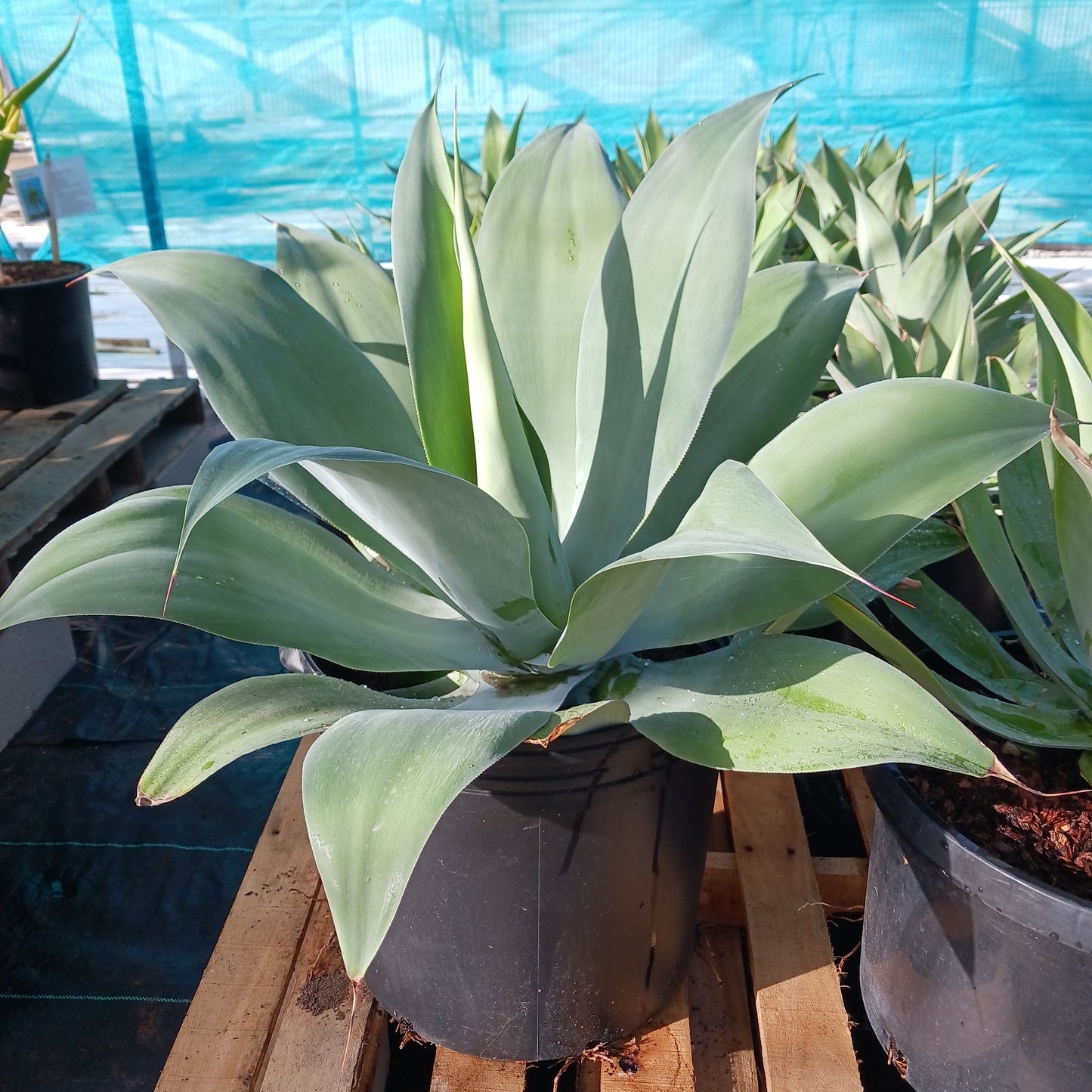 Agave pedunculifera - 10ga