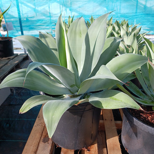 Agave pedunculifera - 10ga