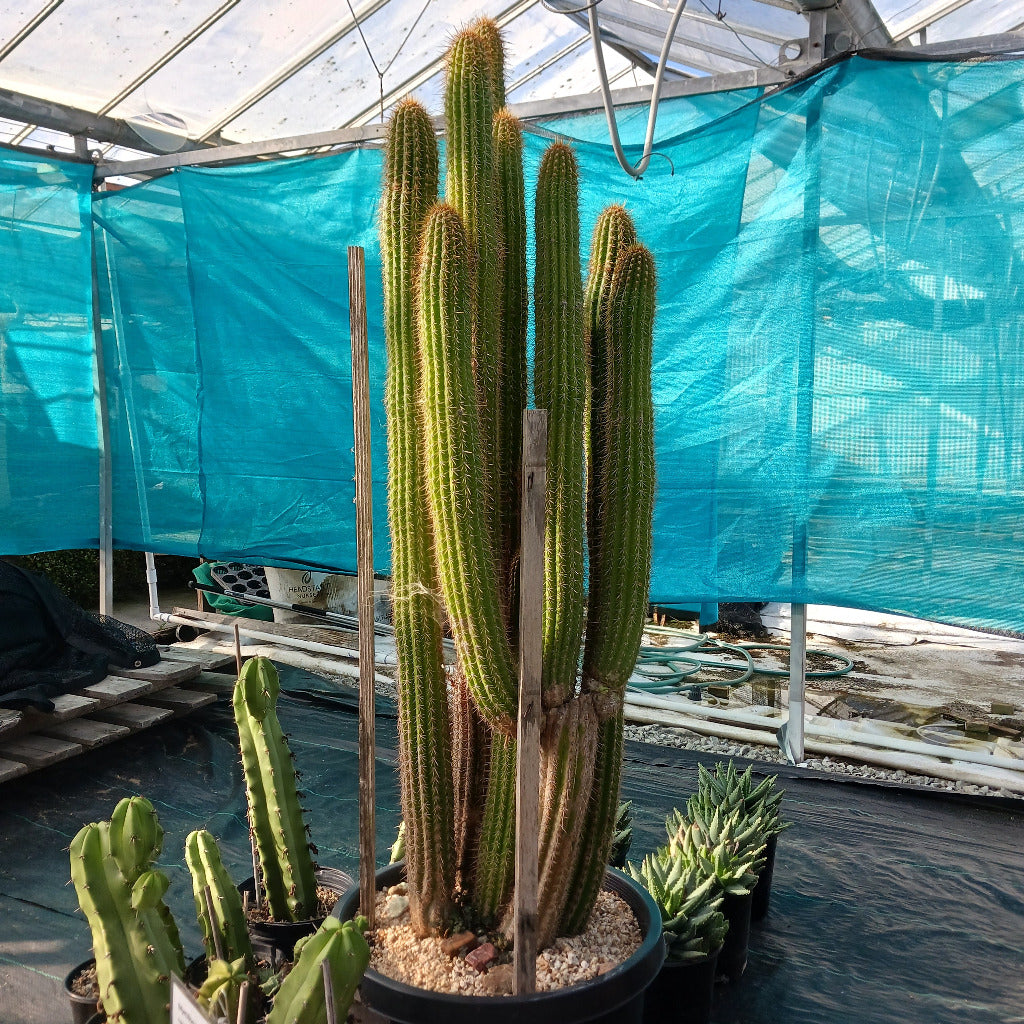 Trichocereus spachianus in 15ga pot