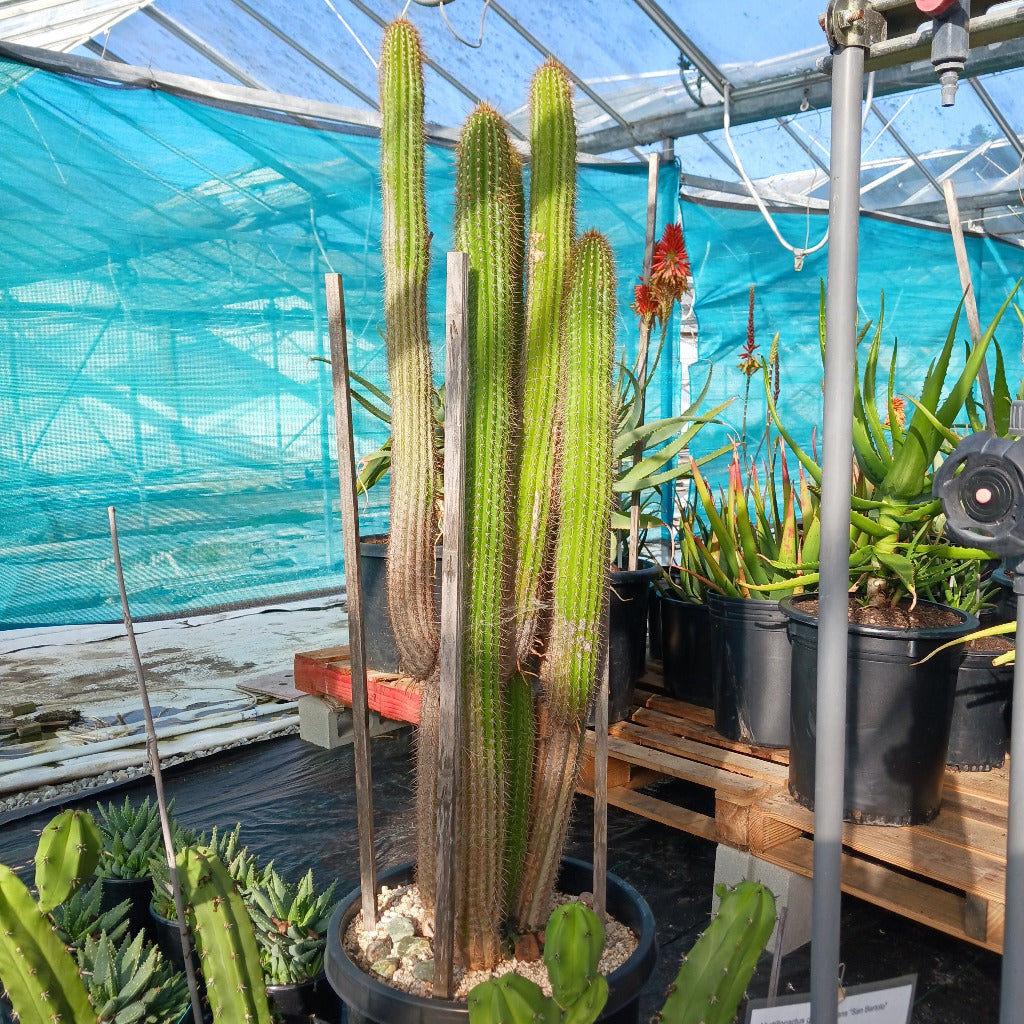 Trichocereus spachianus in 15ga pot