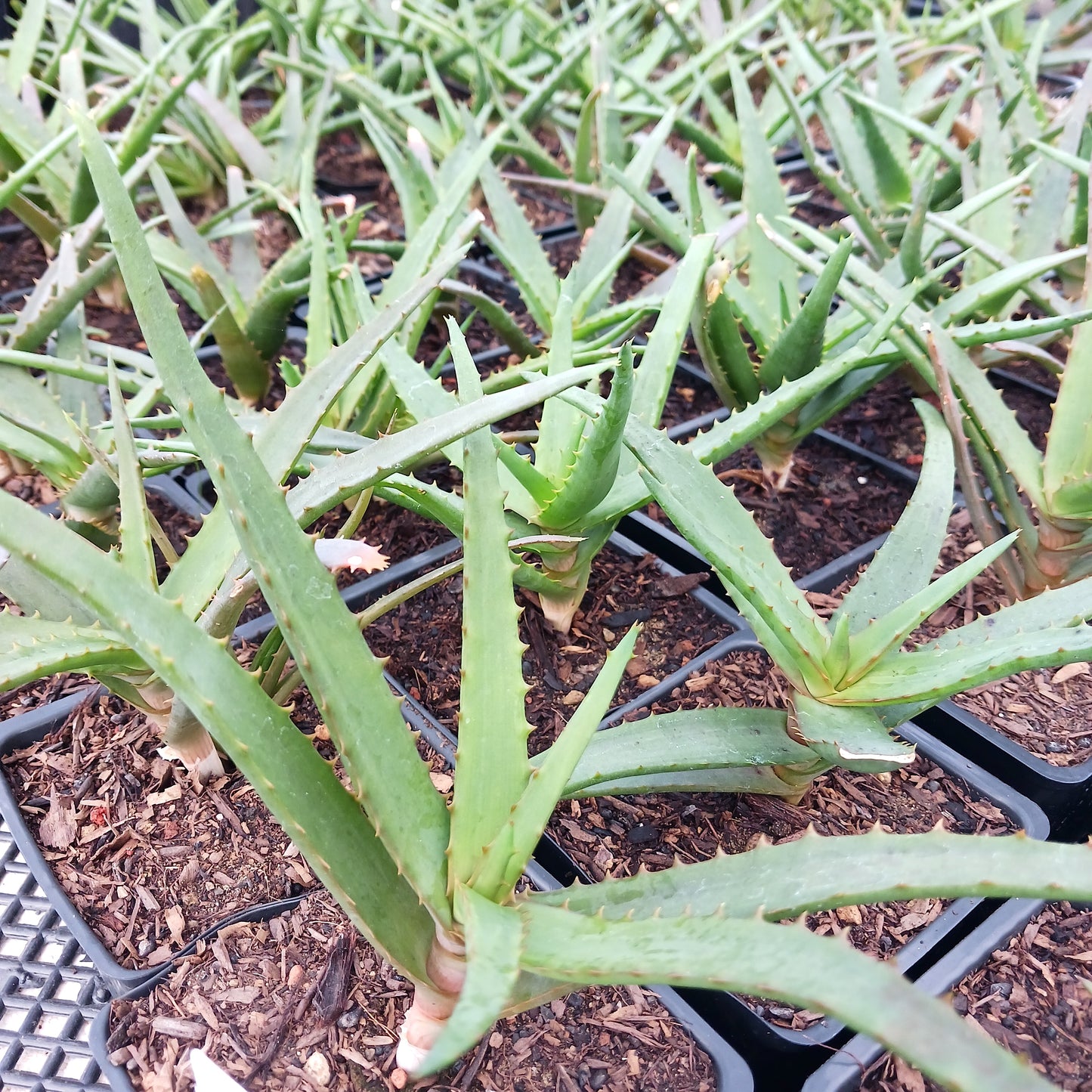 Aloe Safari Orange - plug