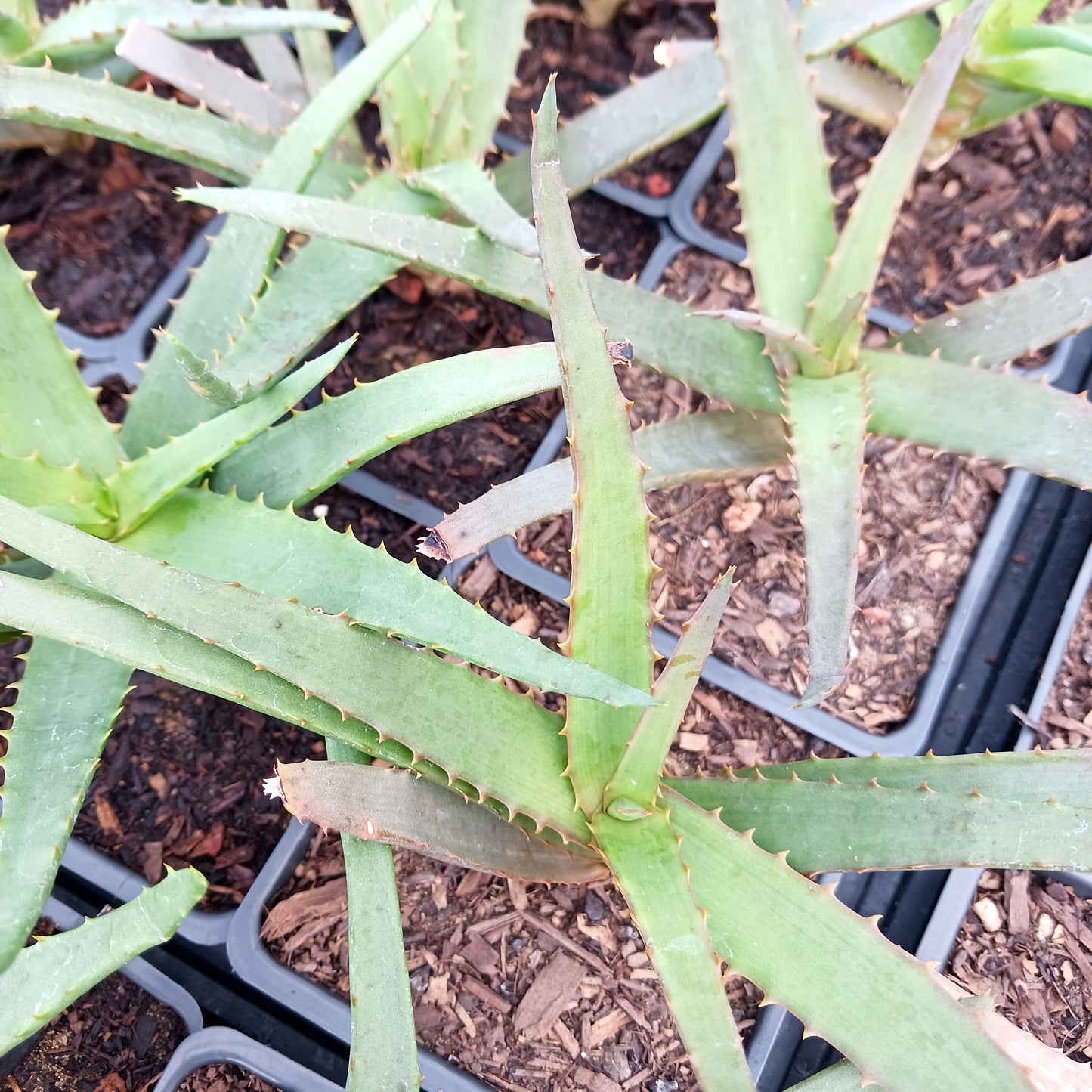Aloe Safari Orange - plug