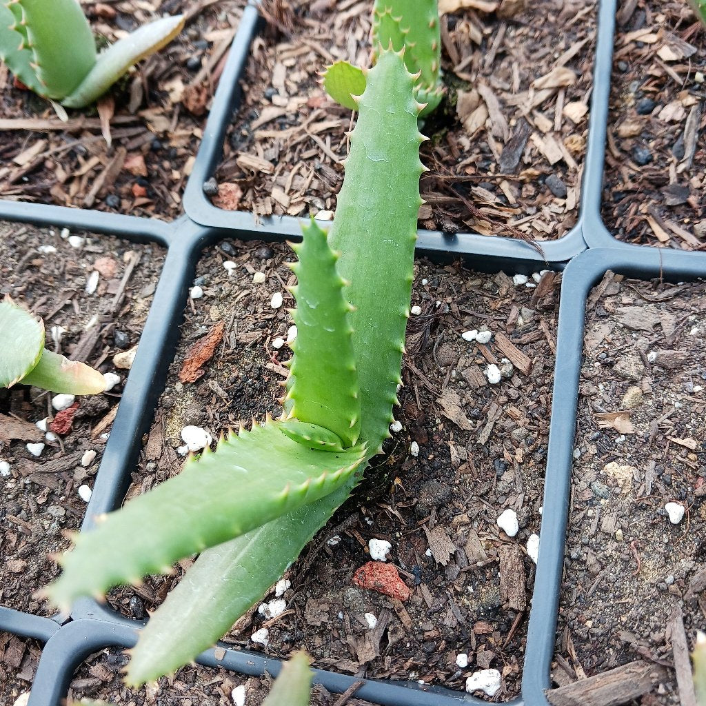 Aloe arborescens x ferox ‘Tangerine’ in 4in container