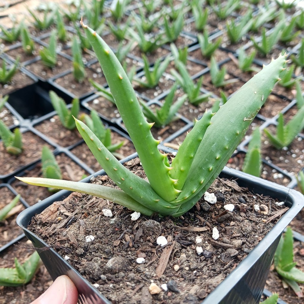 Aloe arborescens x ferox ‘Tangerine’ in 4in container