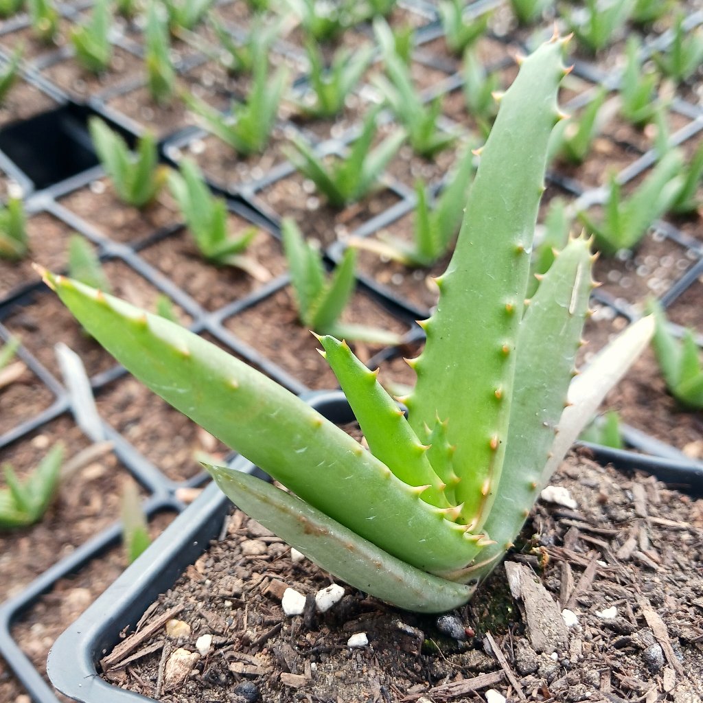 Aloe arborescens x ferox ‘Tangerine’ in 4in container