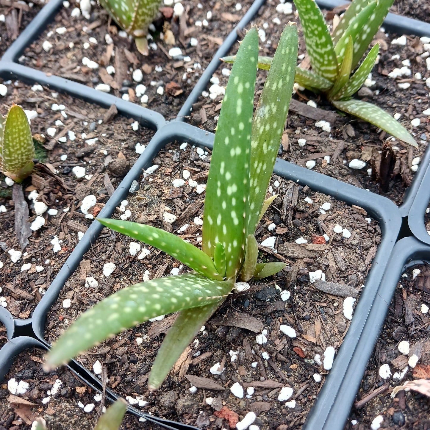 Aloe rooikappie