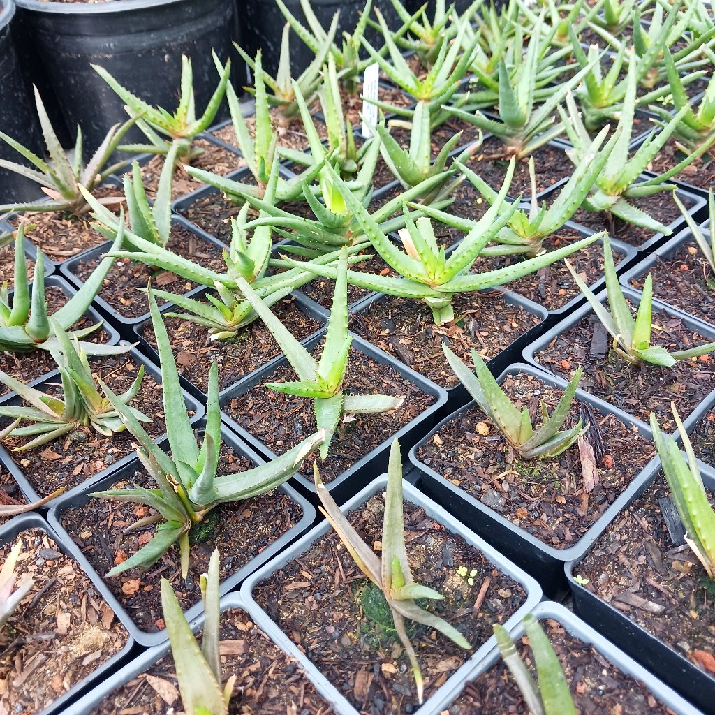 Aloe "Moon Glow"