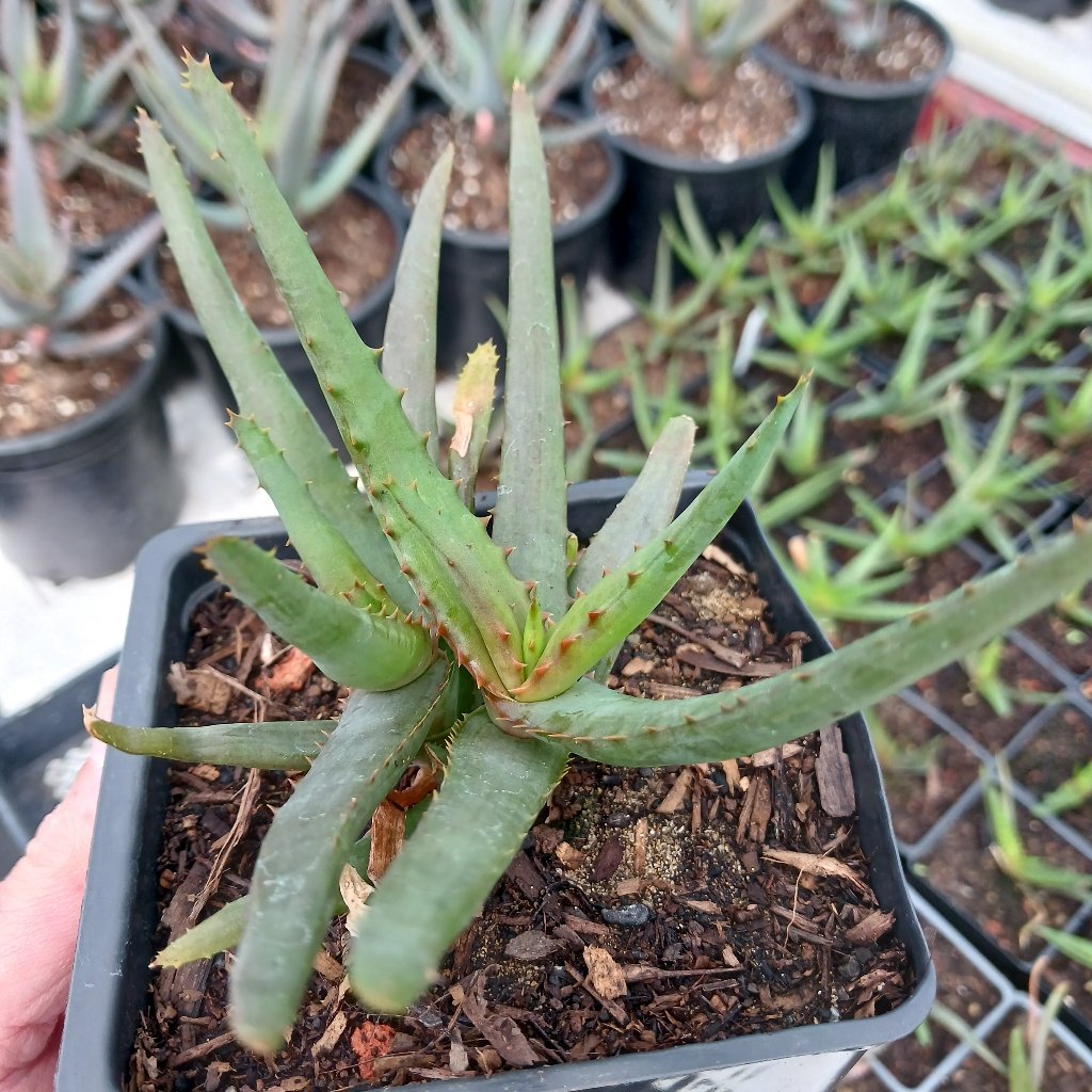 Aloe "Moon Glow"