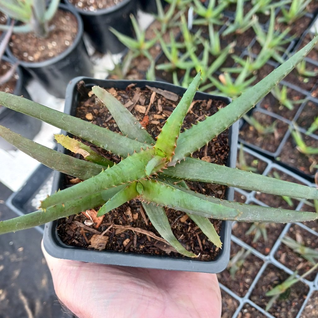 Aloe "Moon Glow"