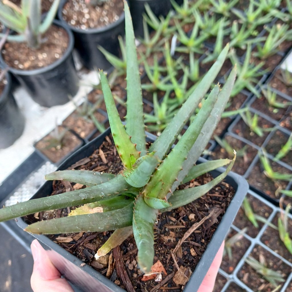 Aloe "Moon Glow"