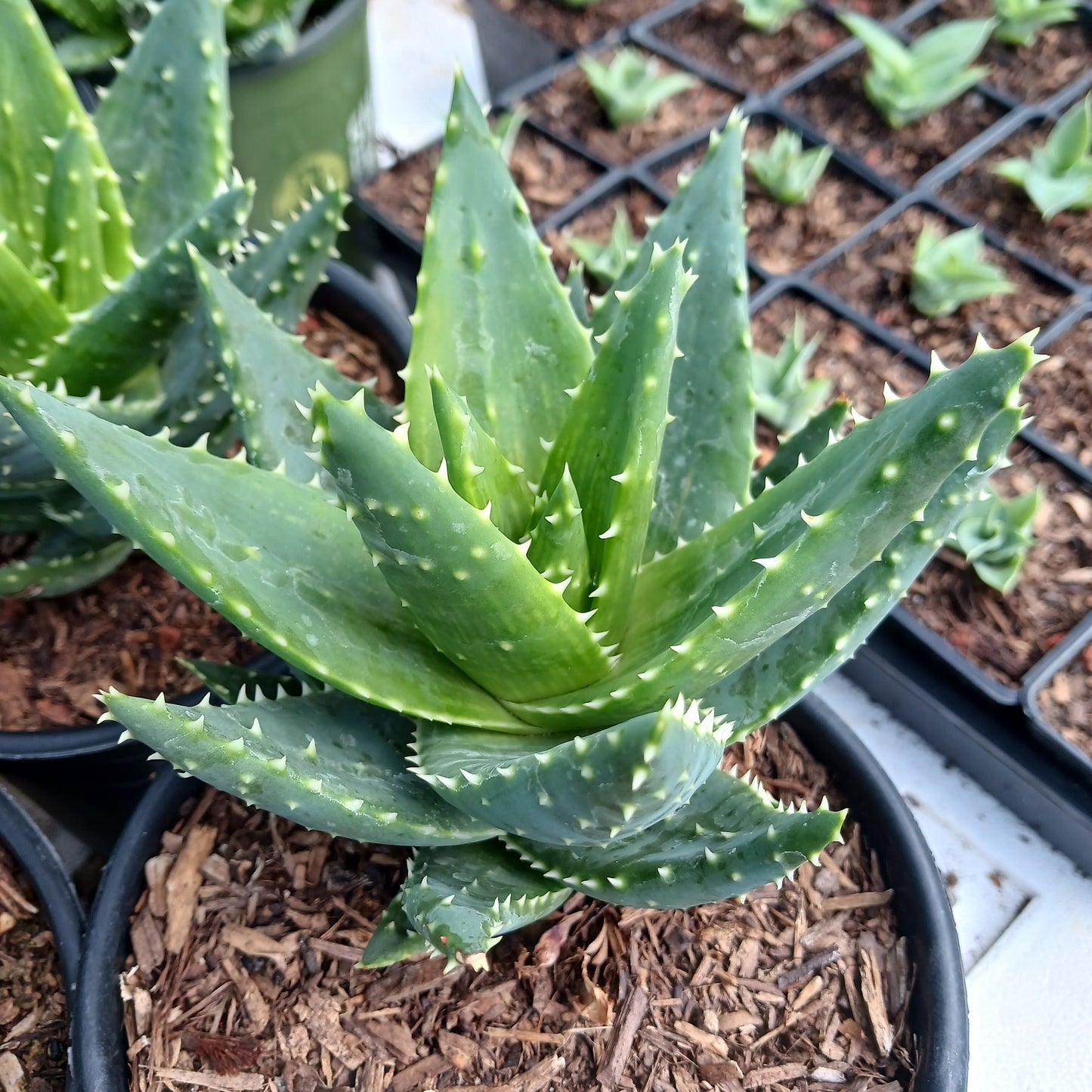 Aloe brevifolia