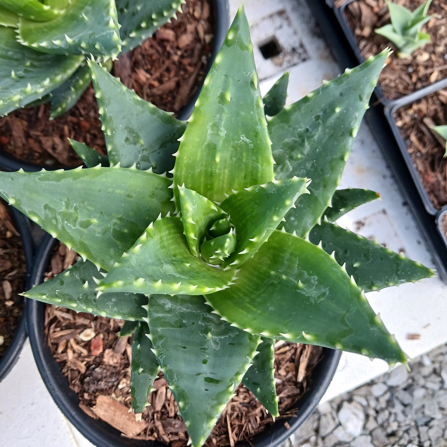 Aloe brevifolia