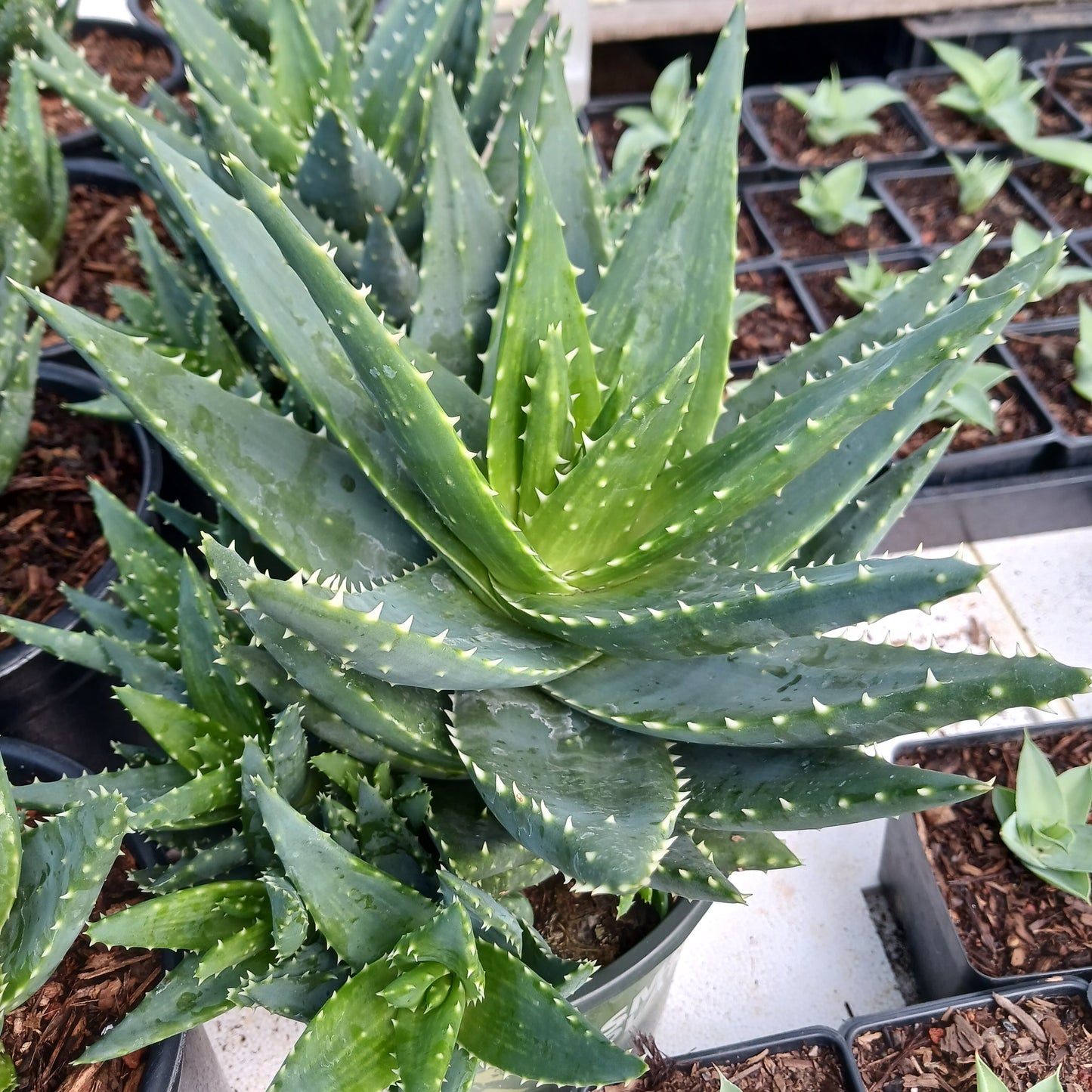 Aloe brevifolia