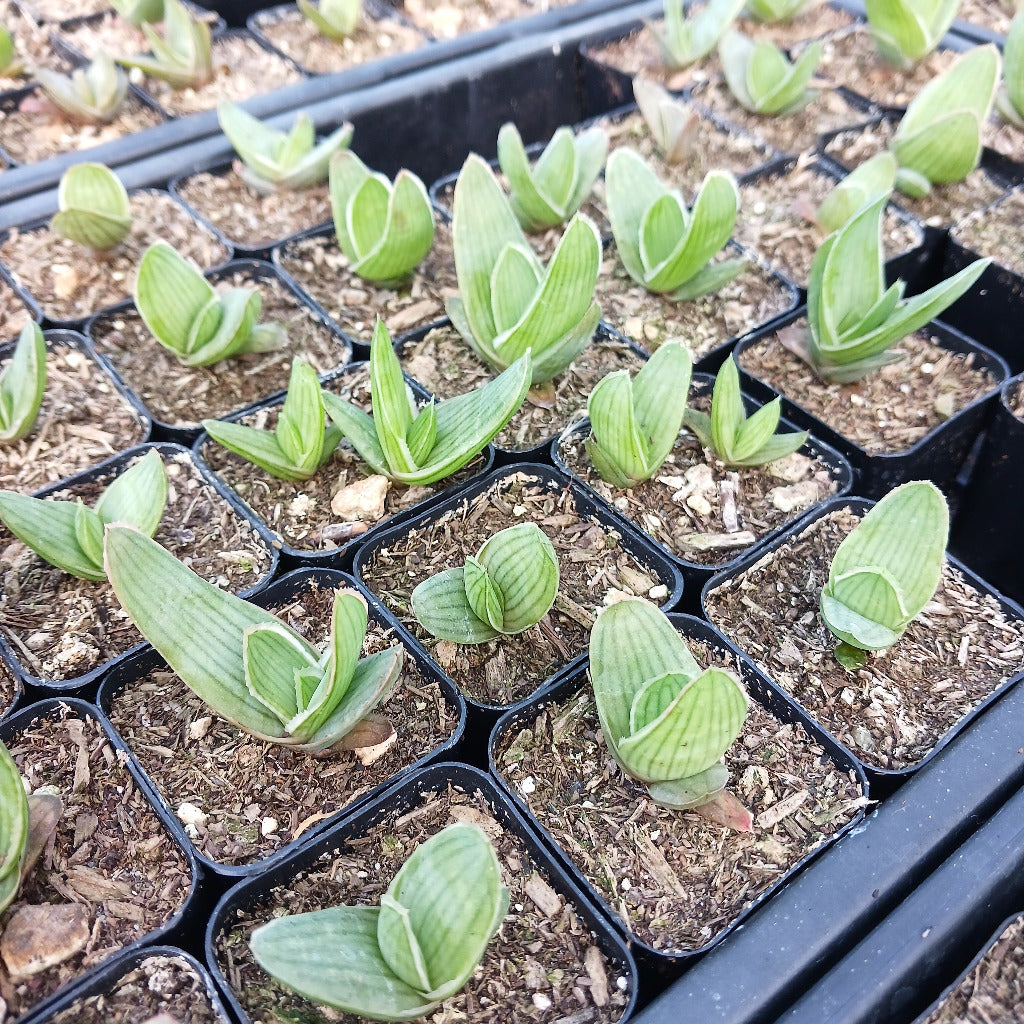 several young Coral Aloes