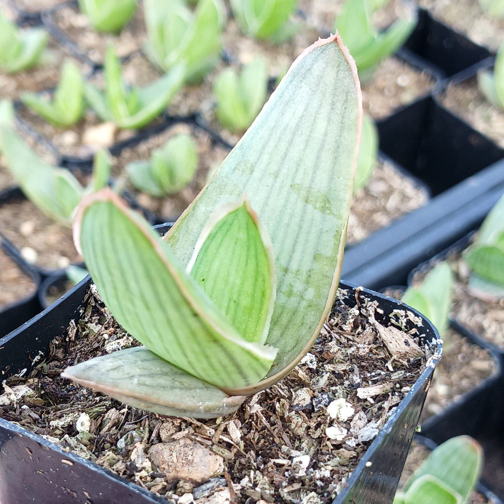 closeup shot of Aloe striata in a 2 inch container