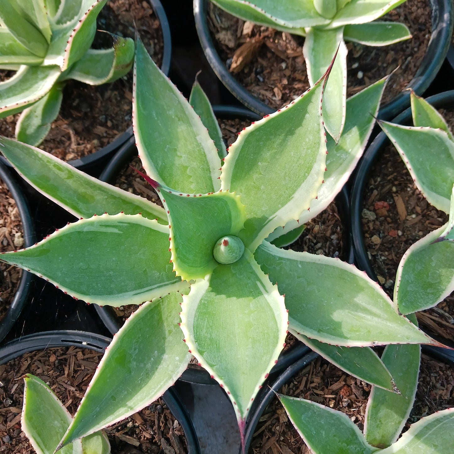 Agave celsii "Multicolor" in 1ga container top view
