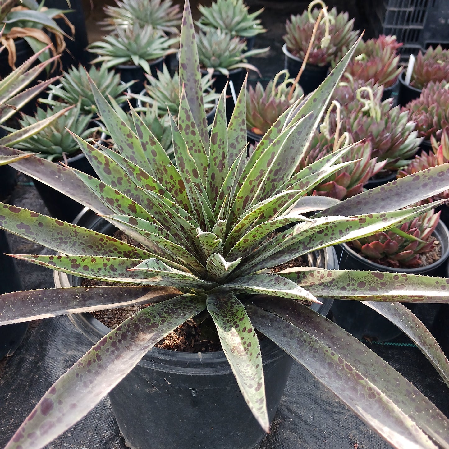 Mangave Pineapple Express