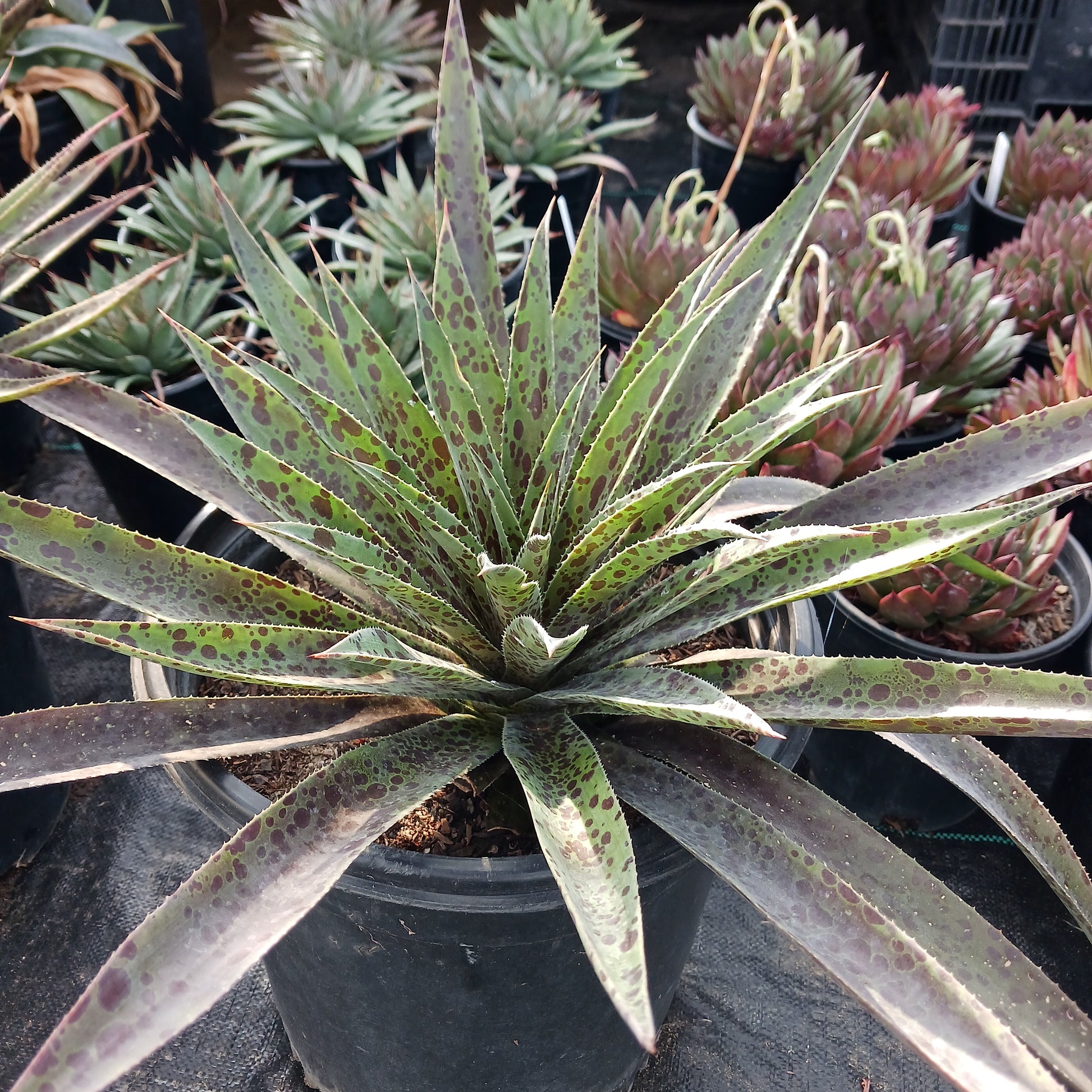 Mangave Pineapple Express