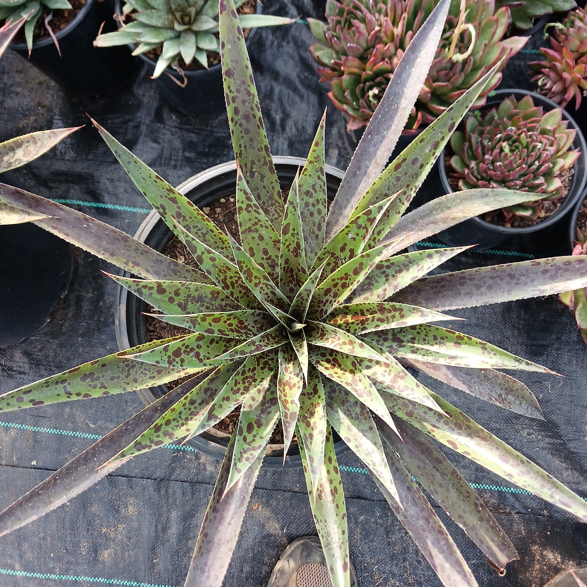 top view of Mangave Pineapple Express