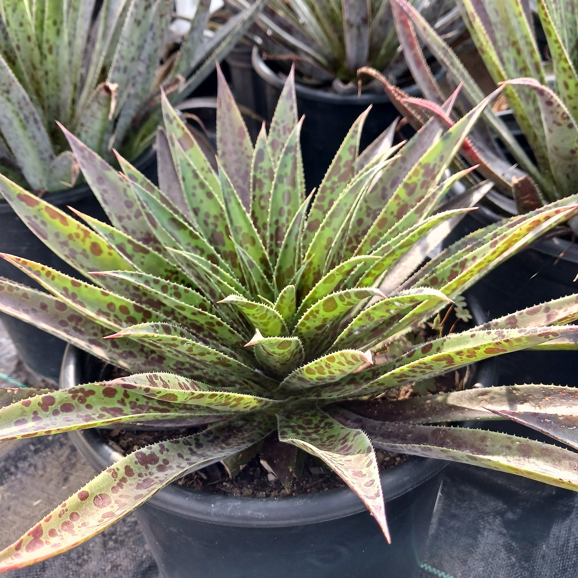 Mangave "Pineapple Express"