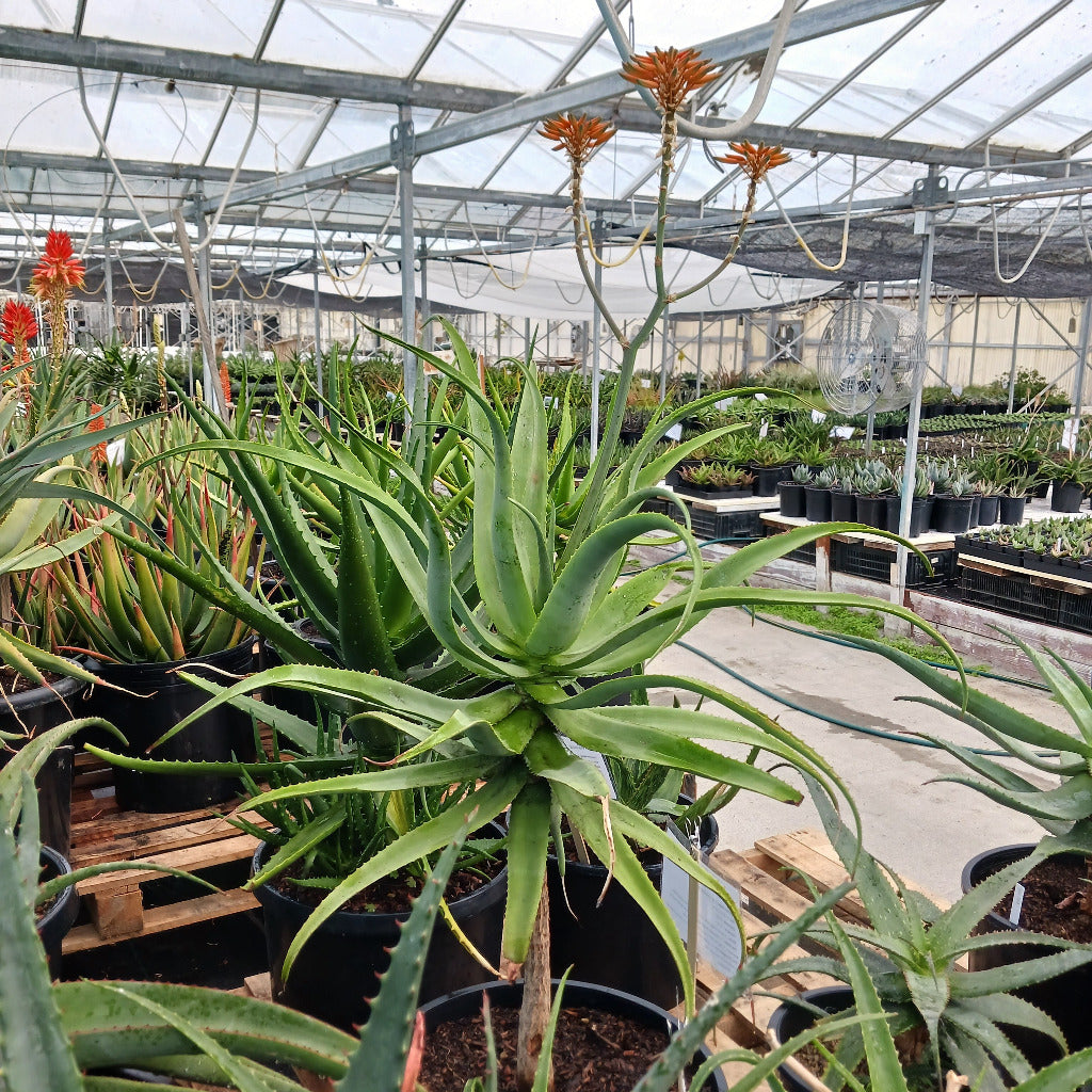 Large flowering Aloe munchii in 15 container