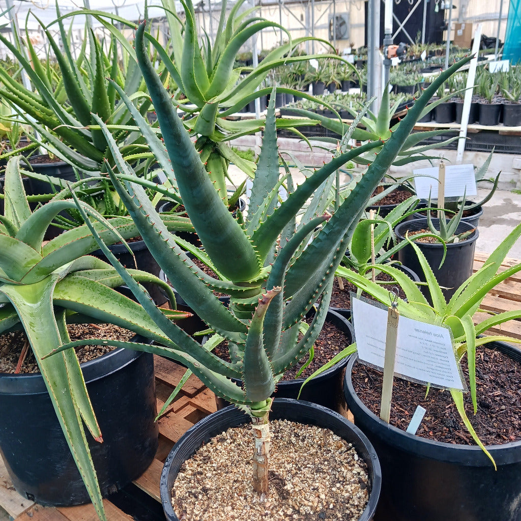 Aloe africana