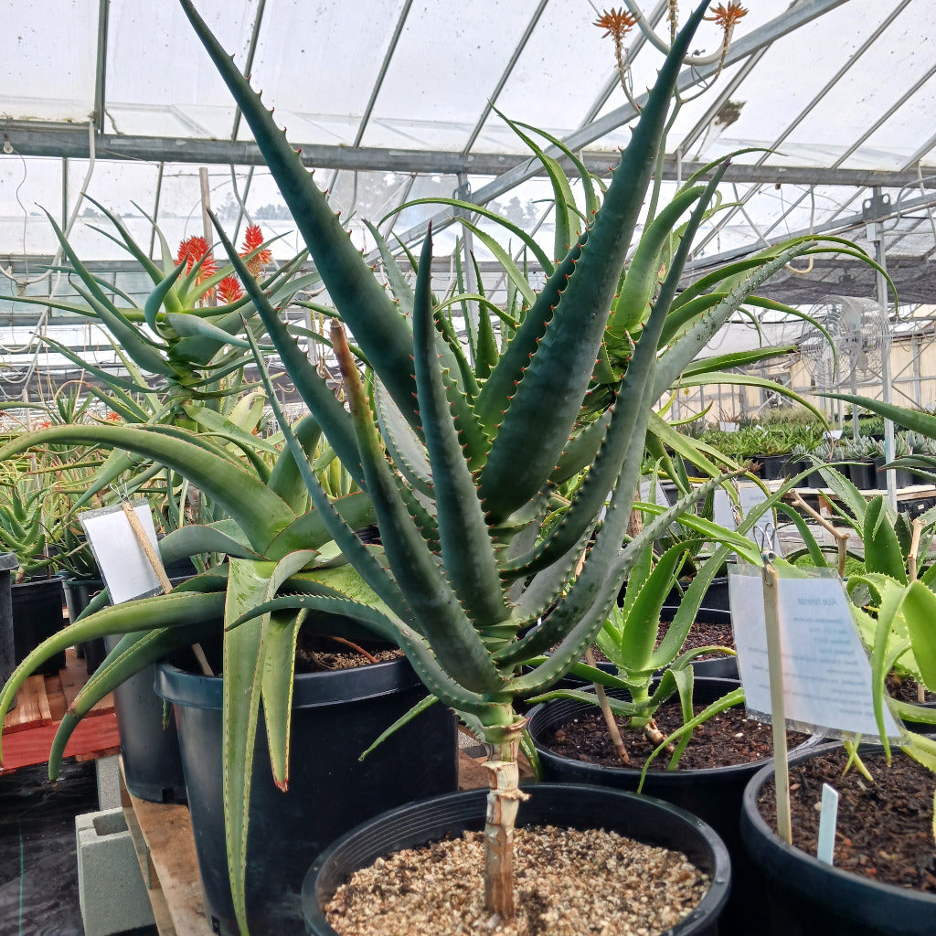 Aloe africana