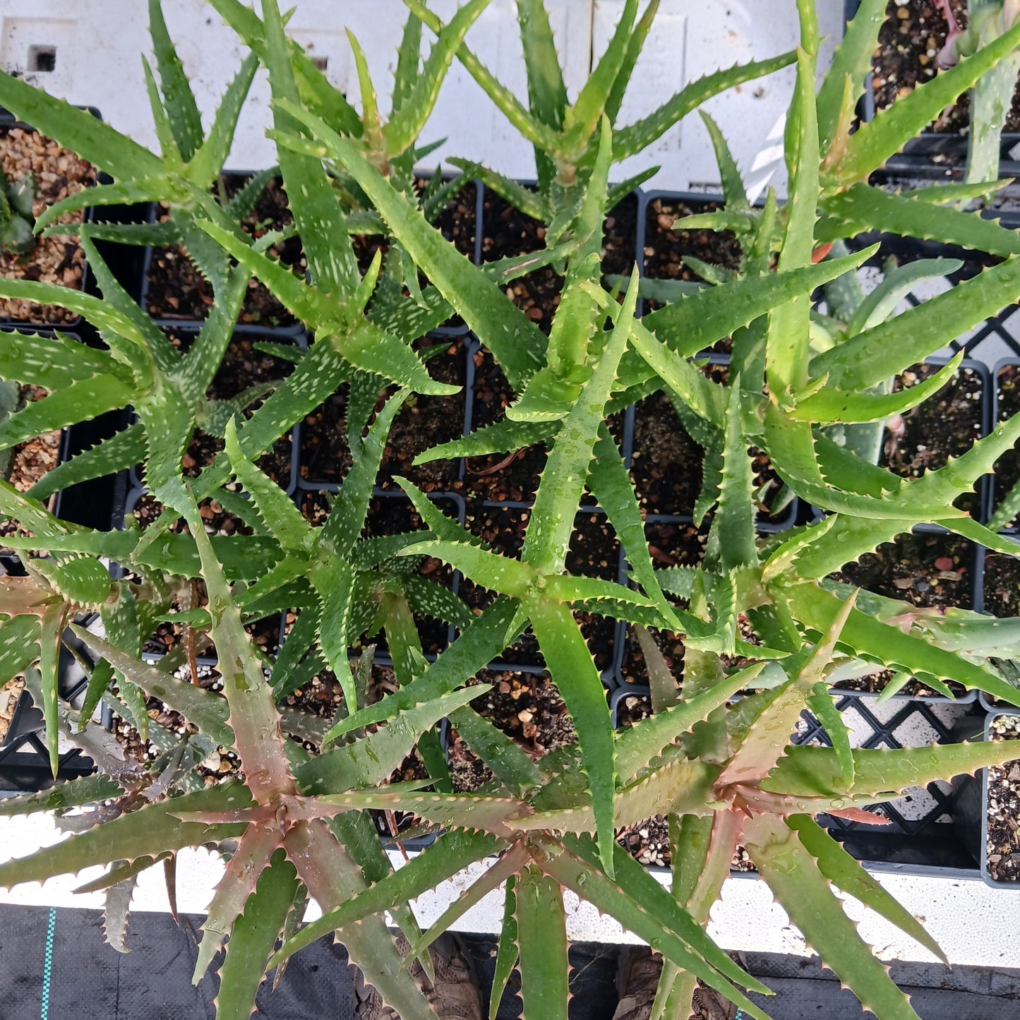 Aloe kedongensis - 4 inch