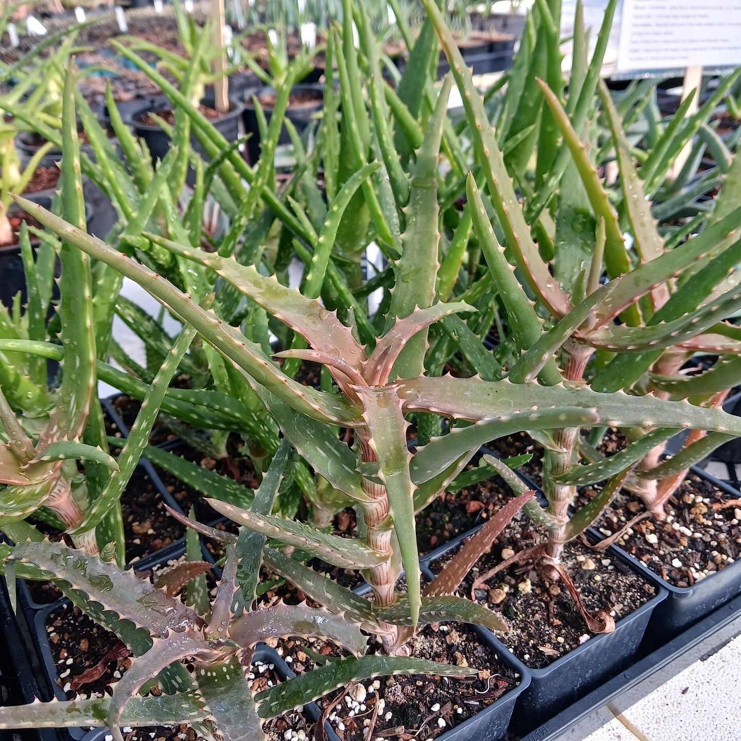 Aloe kedongensis - 4 inch