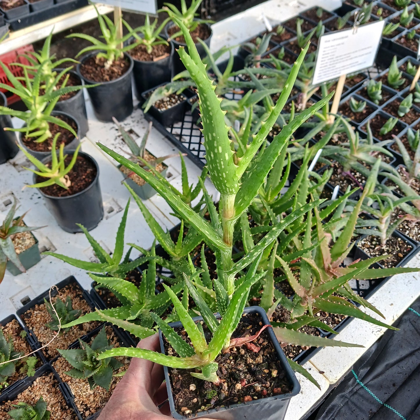 Aloe kedongensis - 4 inch