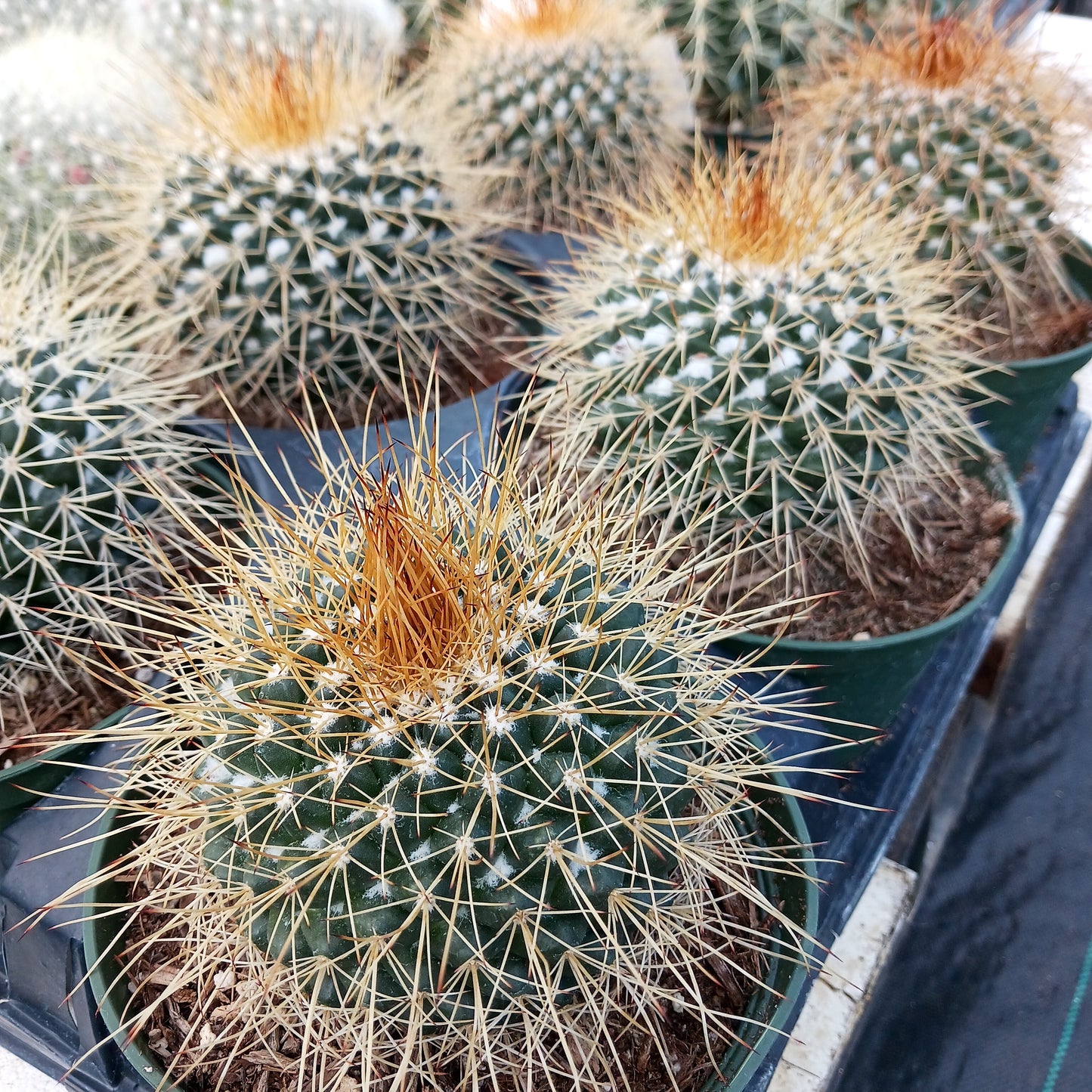 Mammillaria petterssonii