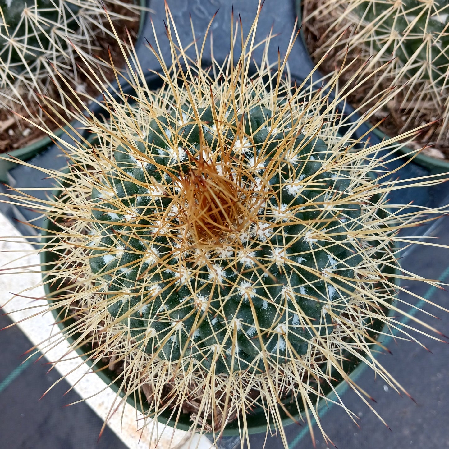 Mammillaria petterssonii