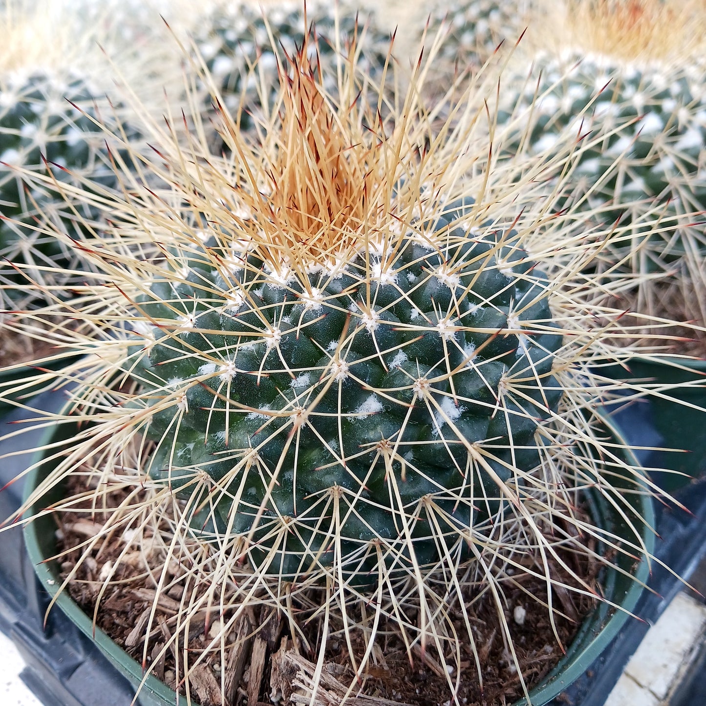 Mammillaria petterssonii