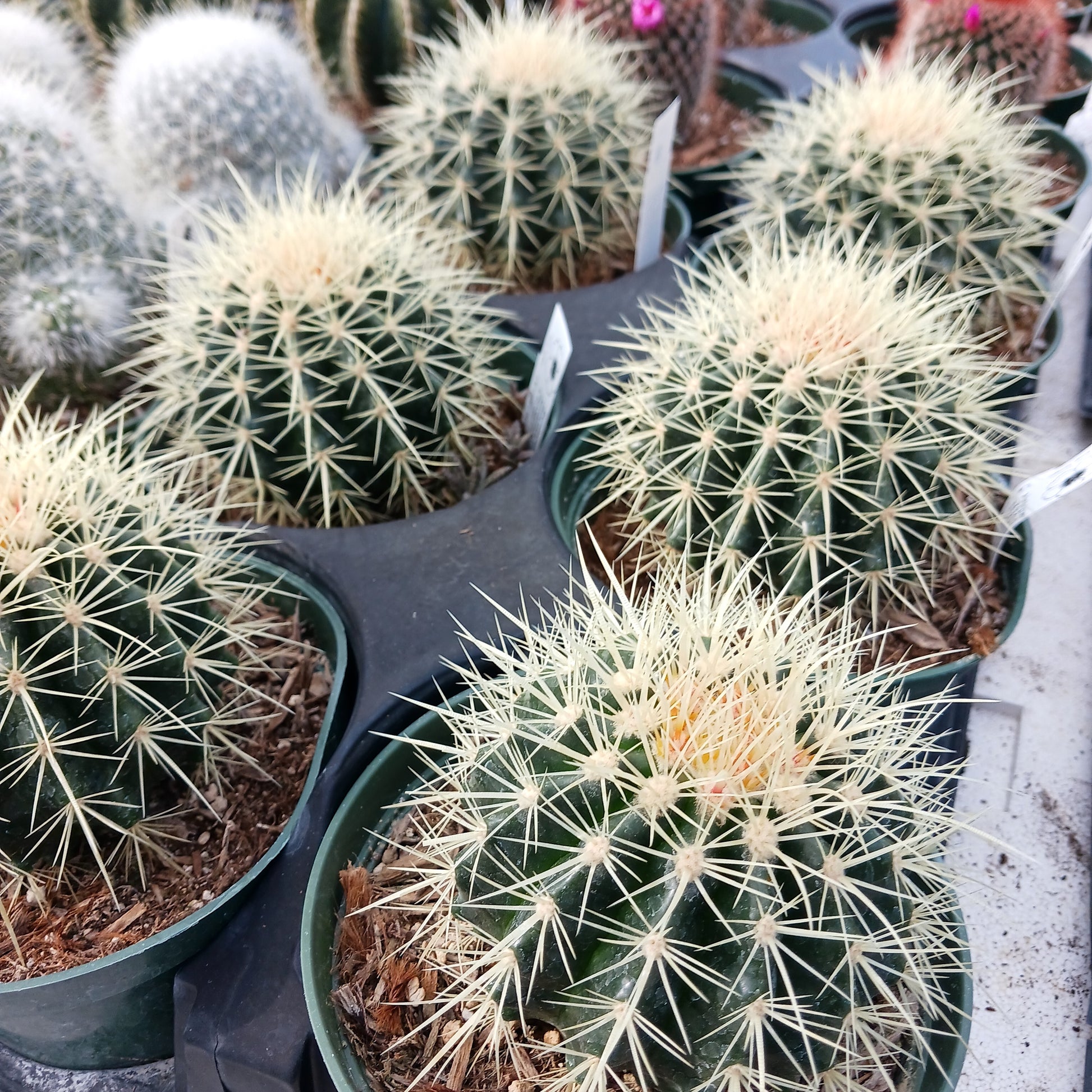 Echinocactus grusonii