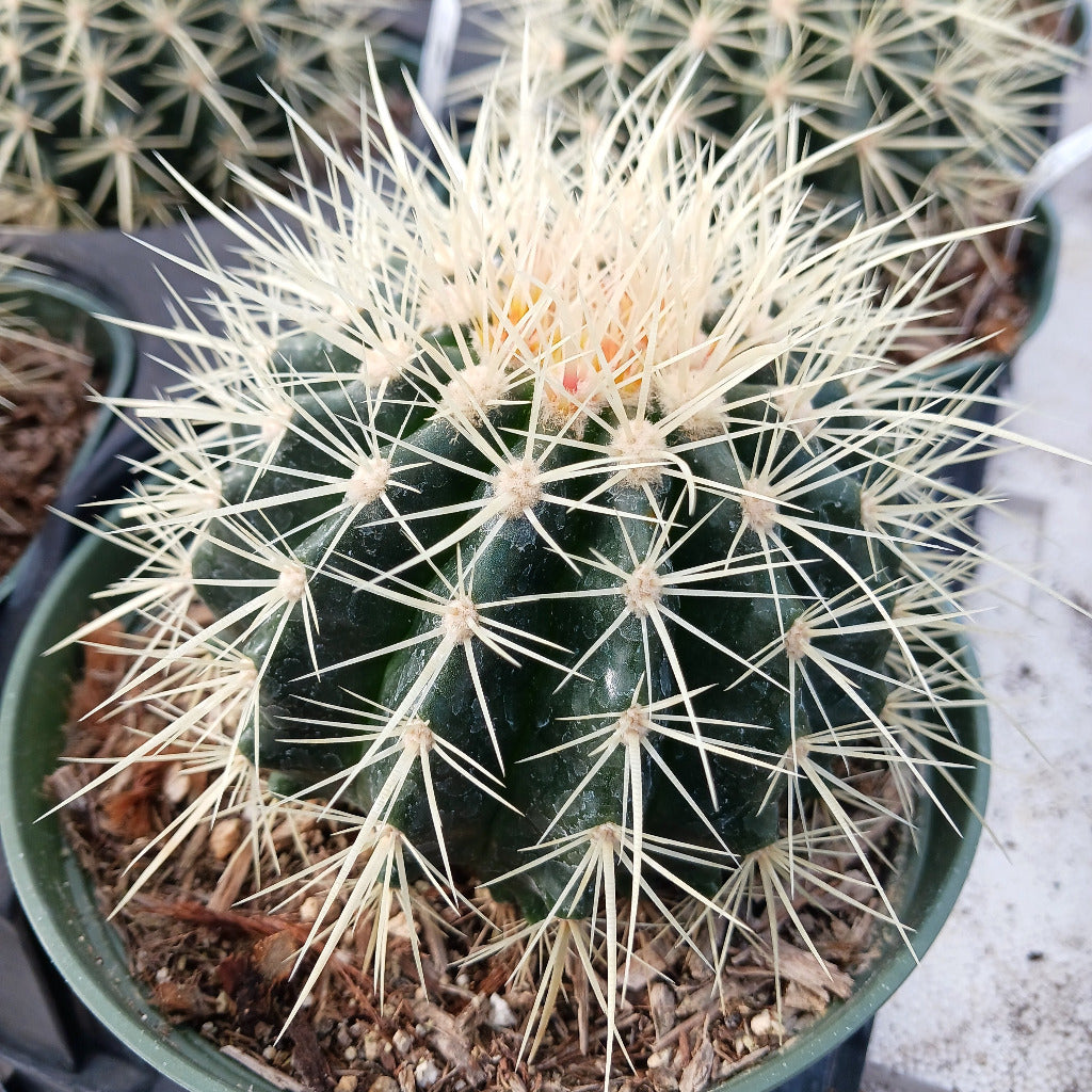 Echinocactus grusonii