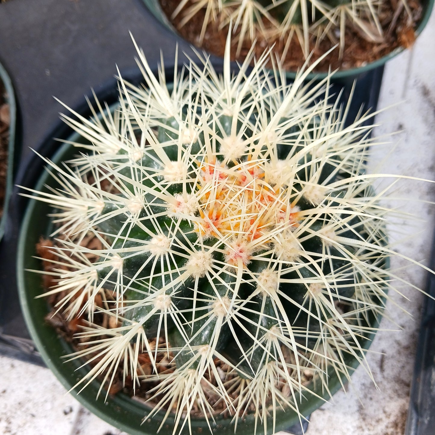 Echinocactus grusonii
