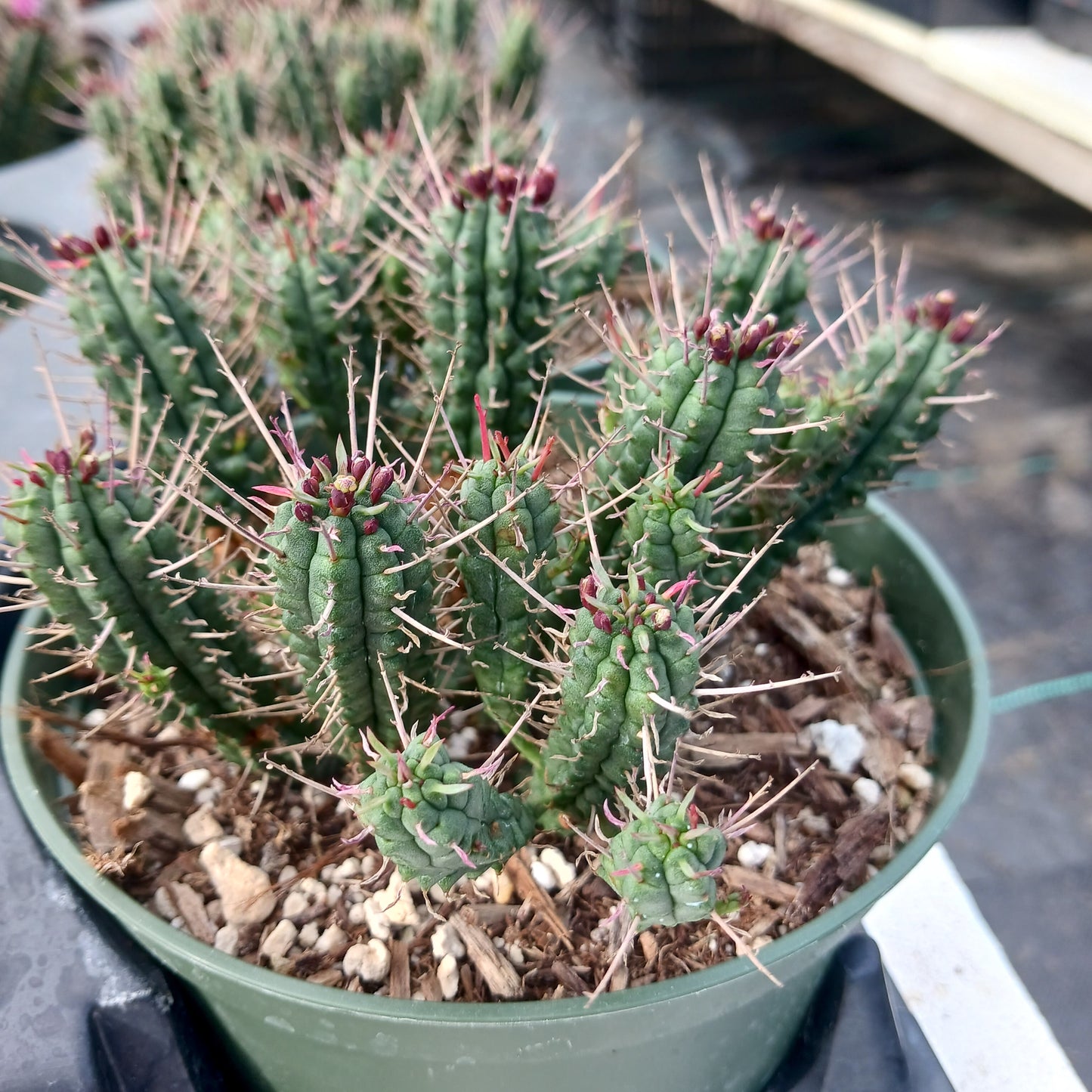 Euphorbia ferox