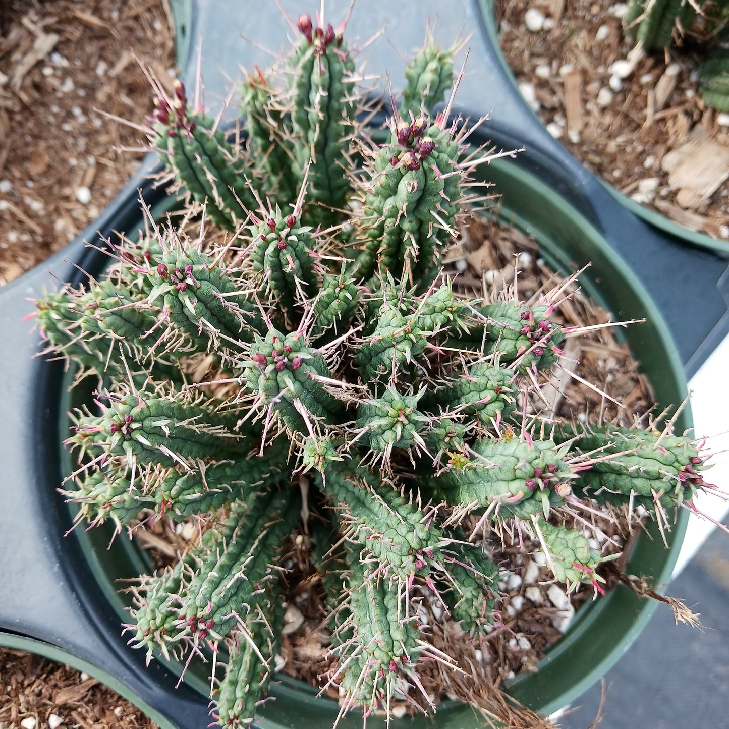 Euphorbia ferox