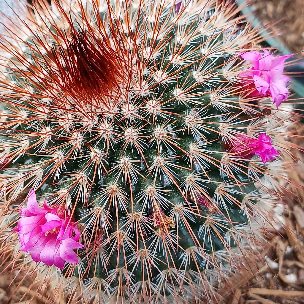 Mammillaria bombycina