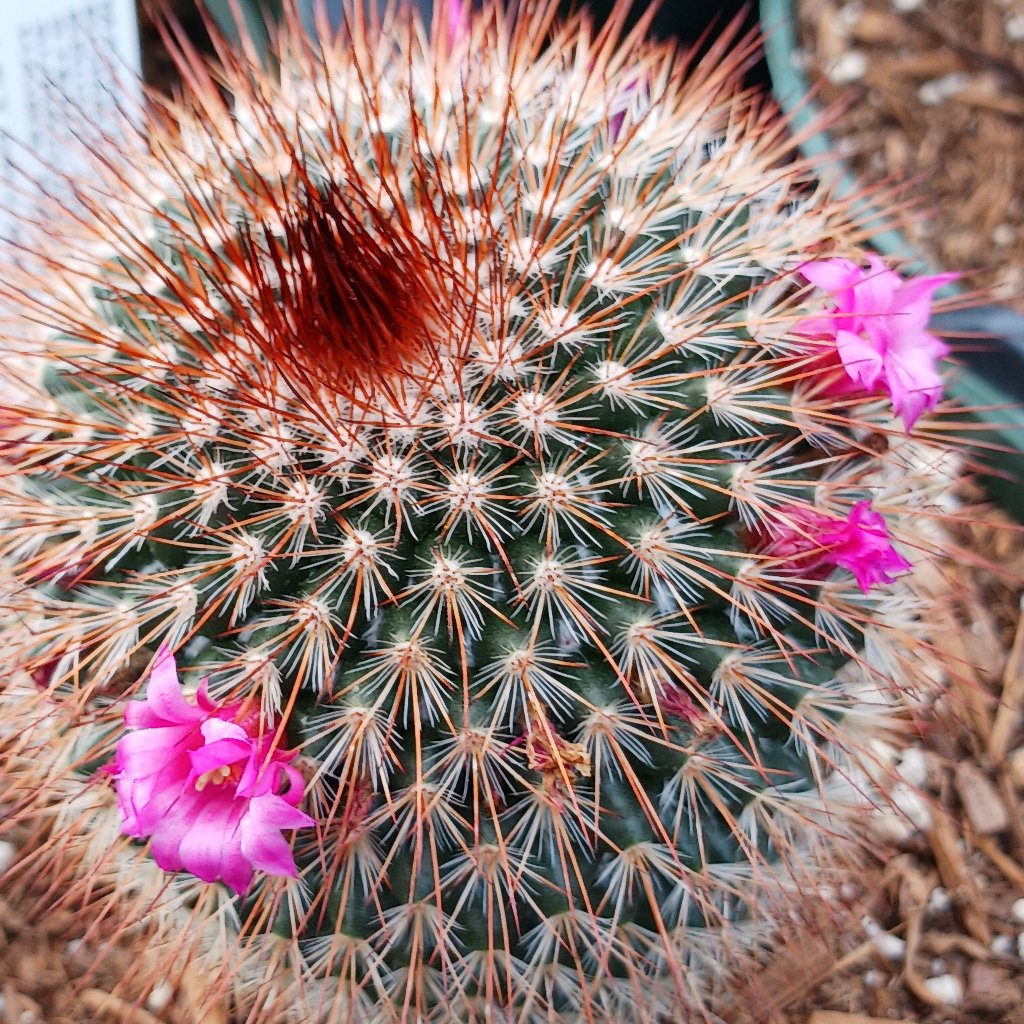 Mammillaria bombycina