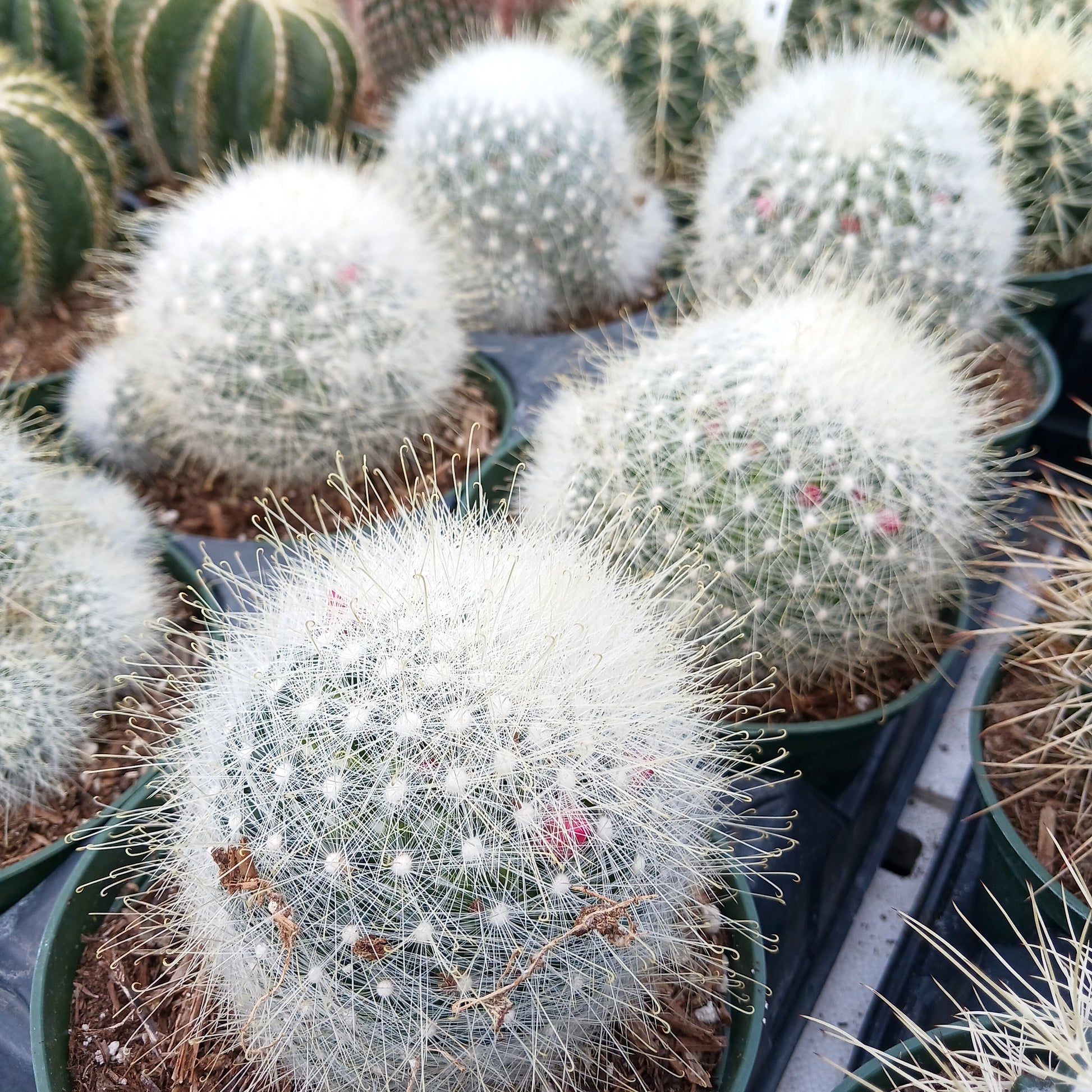 Mammillaria senilis