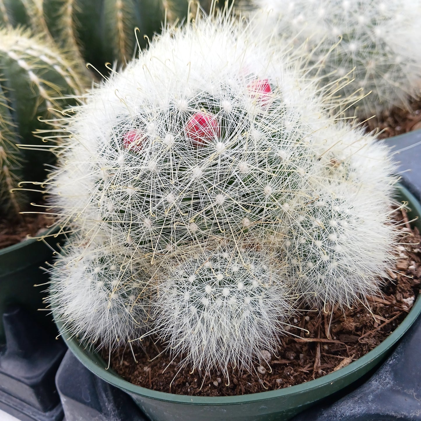Mammillaria senilis - 6 inch